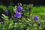 Gemeine Akelei - Aquilegia vulgaris