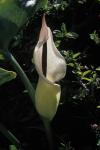 : - Arum idaeum