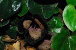 Chinesischer Haselwurz - Asarum maximum