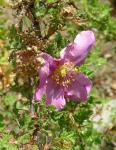 : - Rosa minutifolia