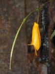 : - Briggsia longifolia