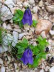 Dunkle Glockenblume - Campanula pulla