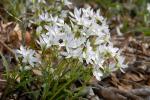: - Claytonia virginica