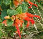 : - Salvia regla
