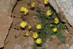 : - Crepis fraasii