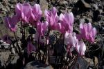 : - Cyclamen graecum