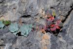 : - Euphorbia myrsinites subsp. rechingeri