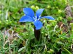 : - Gentiana verna subsp. pontica
