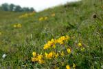 Gewöhnlicher Hufeisenklee - Hippocrepis comosa