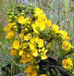 : - Senna septemtrionalis