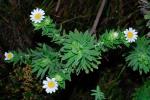 : - Osmitopsis asteriscoides