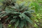 : - Polystichum chilense var. chilense