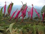 : - Siphocampylus scandens