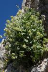 Fingerkraut - Potentilla speciosa