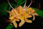 Gelbe Alpenrose - Rhododendron calendulaceum