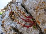 : - Rosularia serrata