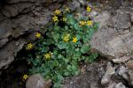 :-Saxifraga sibthorpii