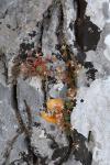 : - Sedum tristriatum