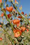 : - Sphaeralcea ambigua