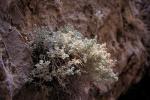 :-Teucrium cuneifolium
