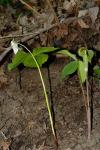 : - Trillium flexipes