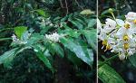 : - Solanum arboreum