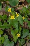 : - Viola pubescens