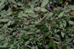 Kretische Zelkove - Zelkova abelicea