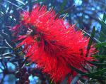 : - Callistemon rigidus