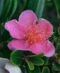: - Rhodomyrtus tomentosa