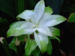 Kurkuma - Curcuma longa