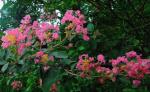 Chinesische Lagerströmie - Lagerstroemia indica