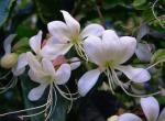 : - Clerodendrum wallichii