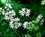 Echter Koriander - Coriandrum sativum
