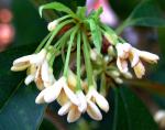 Süße Duftblüte - Osmanthus fragrans