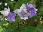 : - Solanum wrightii