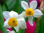 : - Narcissus tazetta subsp. chinensis