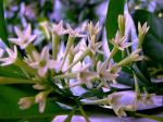 Nachtjasmin - Cestrum nocturnum