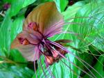 Fledermausblume - Tacca chantrieri