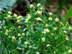 : - Buxus harlandii