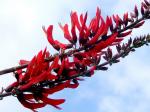 Echter Korallenbaum-Erythrina corallodendron