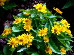 : - Melampodium paludosum