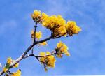 : - Tabebuia aurea