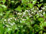 : - Ilex asprella
