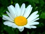 Weiße Zwergwucherblume - Mauranthemum paludosum
