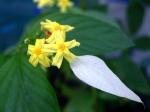 : - Pseudomussaenda flava