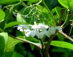 : - Wrightia religiosa