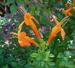 Kapgeißblatt - Tecoma capensis