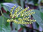 : - Chloranthus spicatus