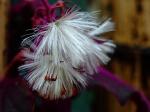 : - Gynura aurantiaca